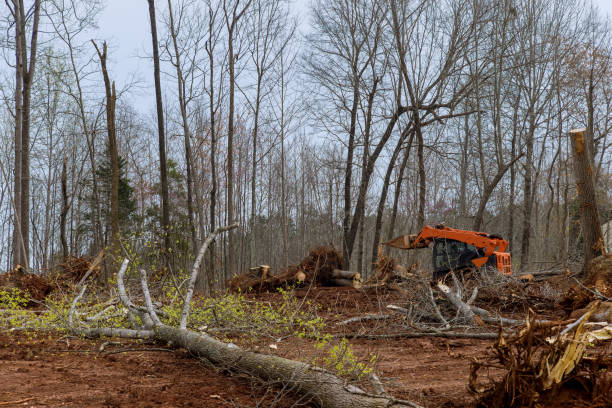 How Our Tree Care Process Works  in  Columbus, NM