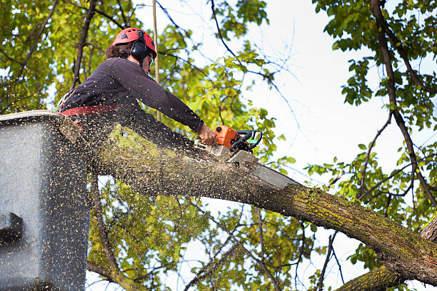 Lawn Pest Prevention in Columbus, NM