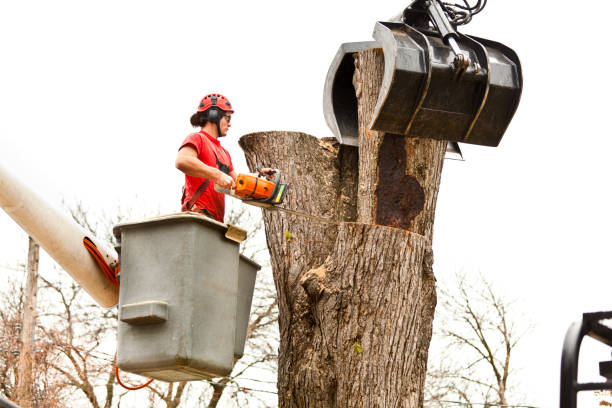 Best Tree Cabling and Bracing  in Columbus, NM